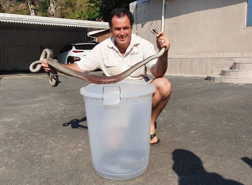 WATCH KZN Snake Catcher Called To Wrestle Fighting 2.5m Black Mambas